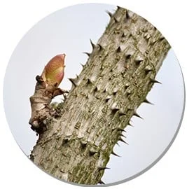 natural energy supplement Manchurian-Thorn