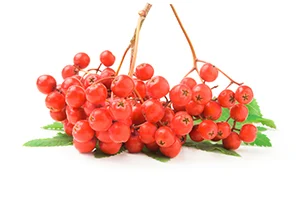 natural energy supplement Mountain-Ash