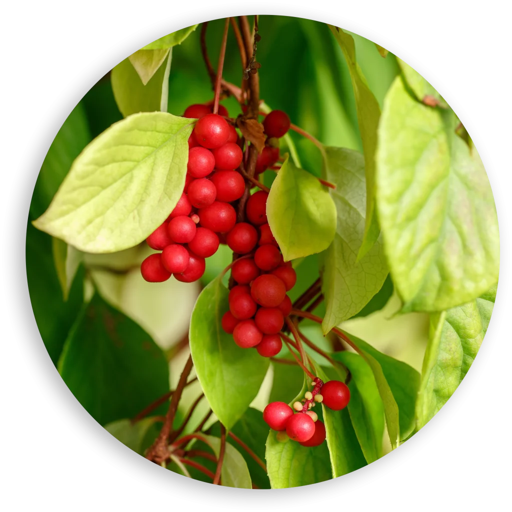 natural energy supplement Schisandra