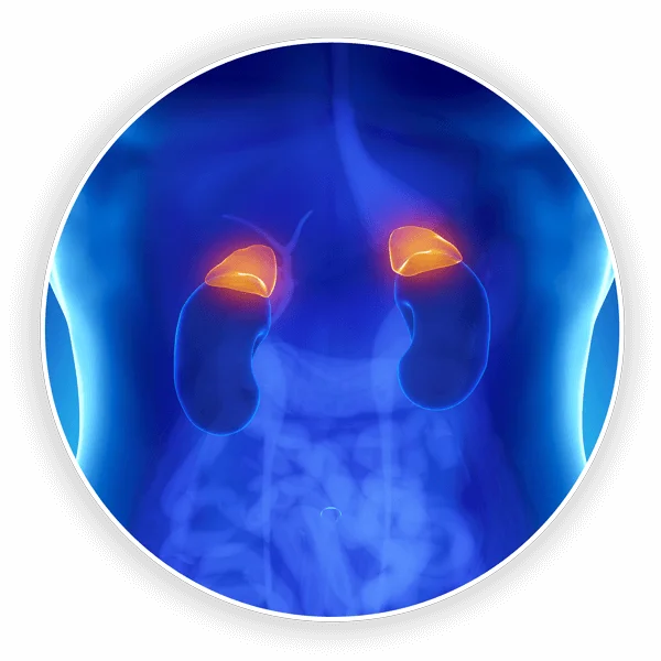 adrenal-glands