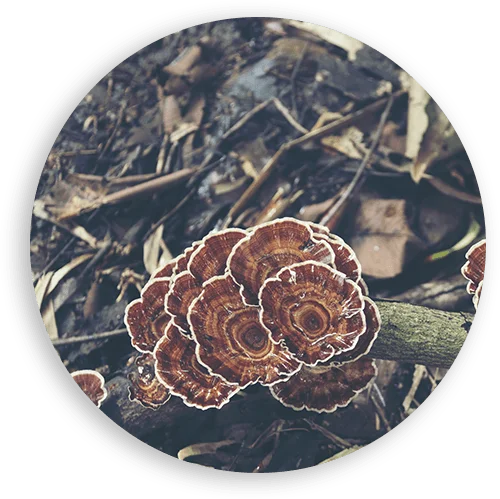 natural energy supplement chaga-circle