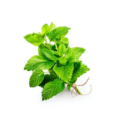 lemon-balm