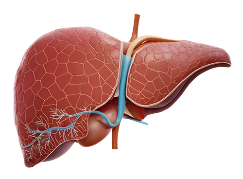 liver-image