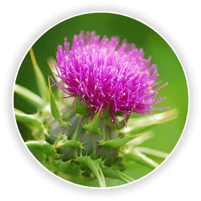 milk-thistle-circle