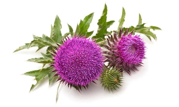milk-thistle