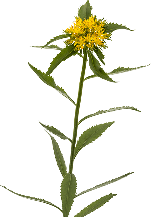 natural energy supplement rhodiola