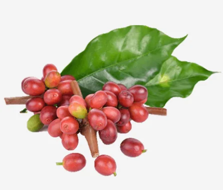 Coffee Arabica Plant.
