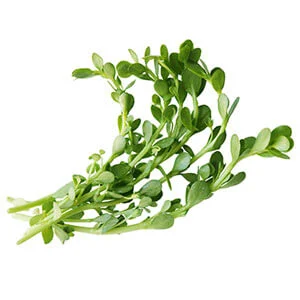 bacopa