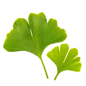 gingko